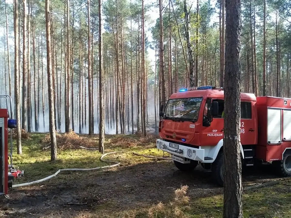 Akcja straży pożarnej w lesie w Bronowcu (gmina Osiecznica, powiat bolesławiecki)
