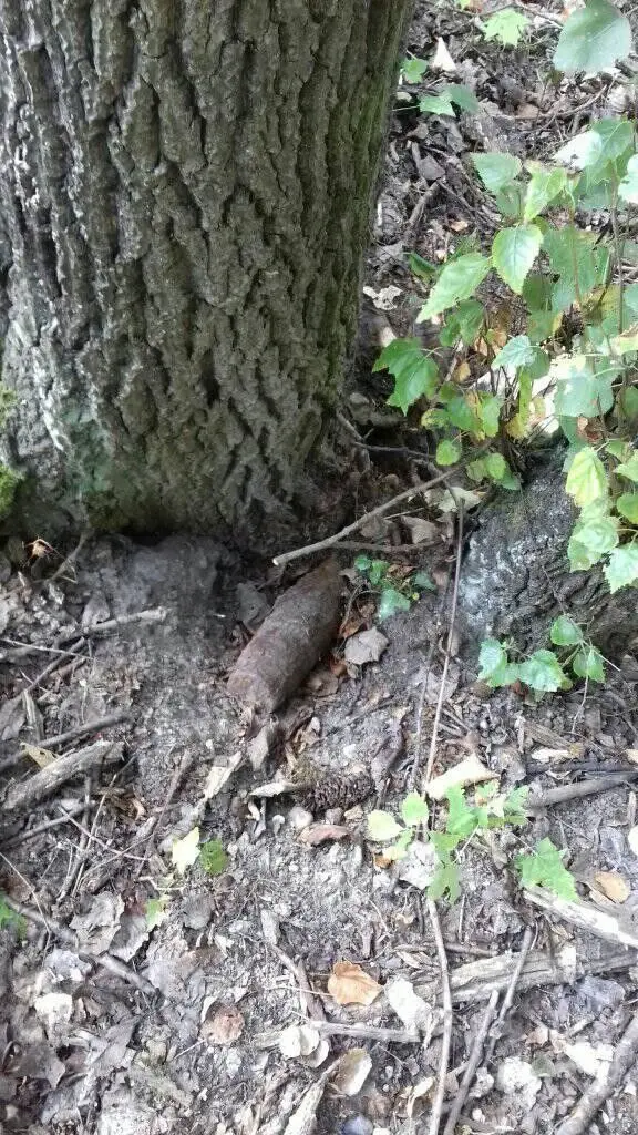 Akcja Patrolu Saperskiego Bolesławiec w lesie w powiecie lwóweckim