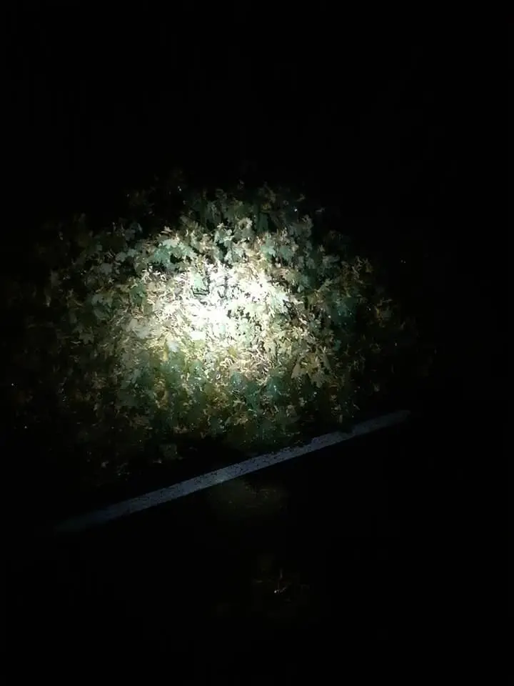 Nocna akcja straży w Krzyżowej