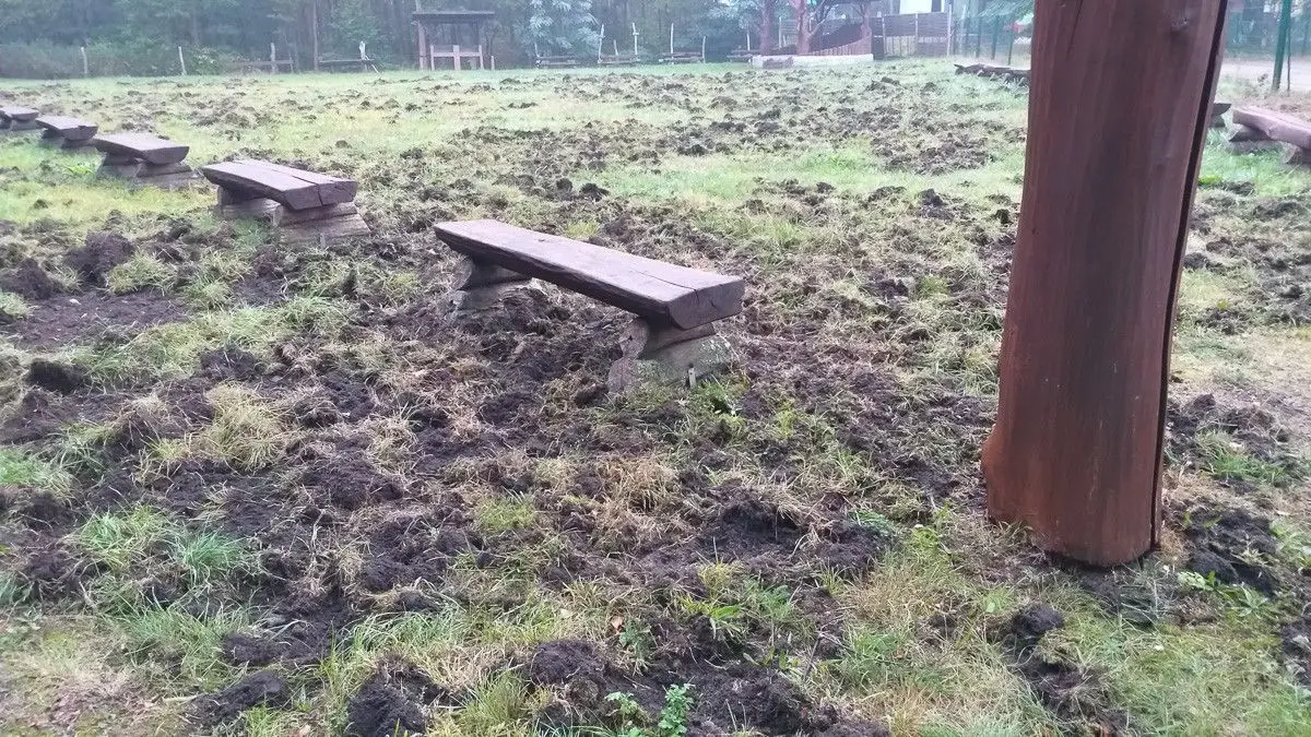 Leśny Amfiteatr w Parowej