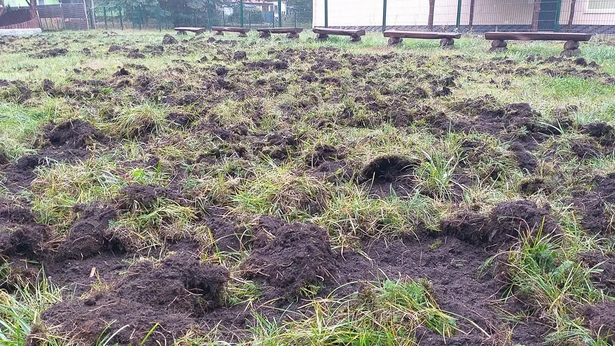 Leśny Amfiteatr w Parowej