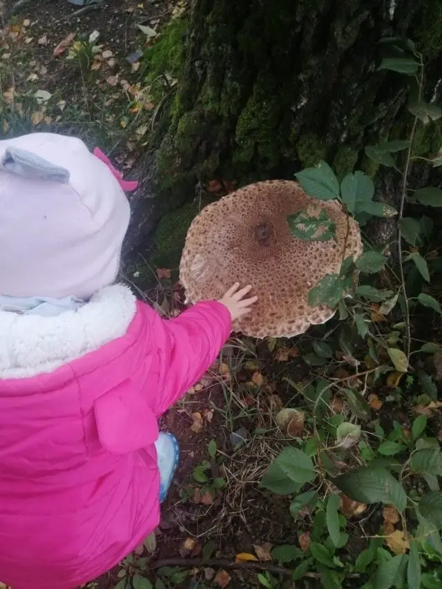 Gigantyczna kania na podwórku u pani Kamili