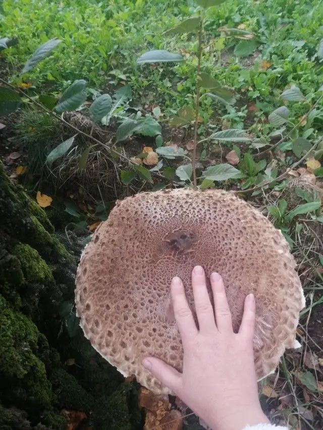 Gigantyczna kania na podwórku u pani Kamili