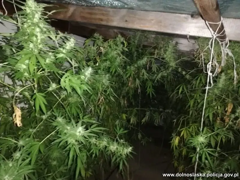 Marihuana przechwycona przez bolesławiecką policję