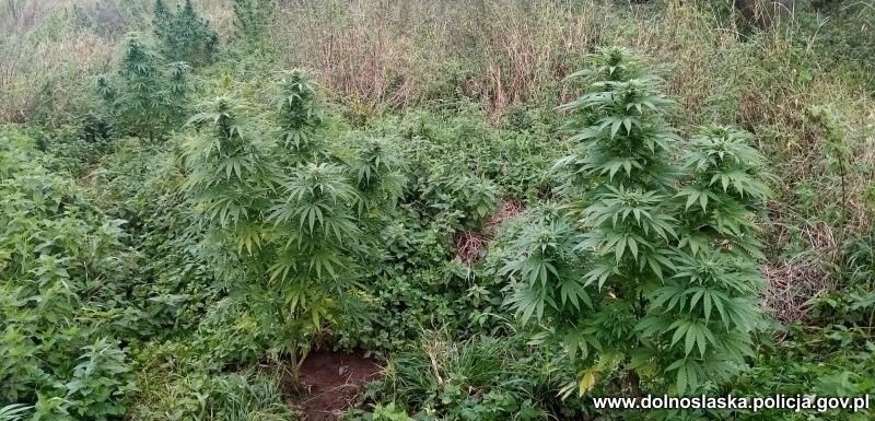 Marihuana przechwycona przez bolesławiecką policję