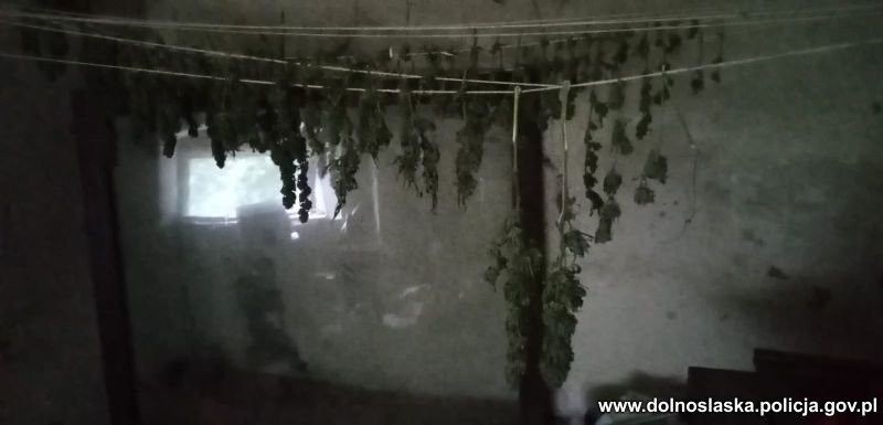 Marihuana przechwycona przez bolesławiecką policję