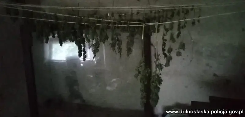 Marihuana przechwycona przez bolesławiecką policję