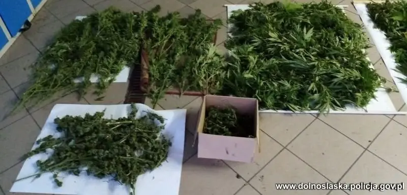 Marihuana przechwycona przez bolesławiecką policję