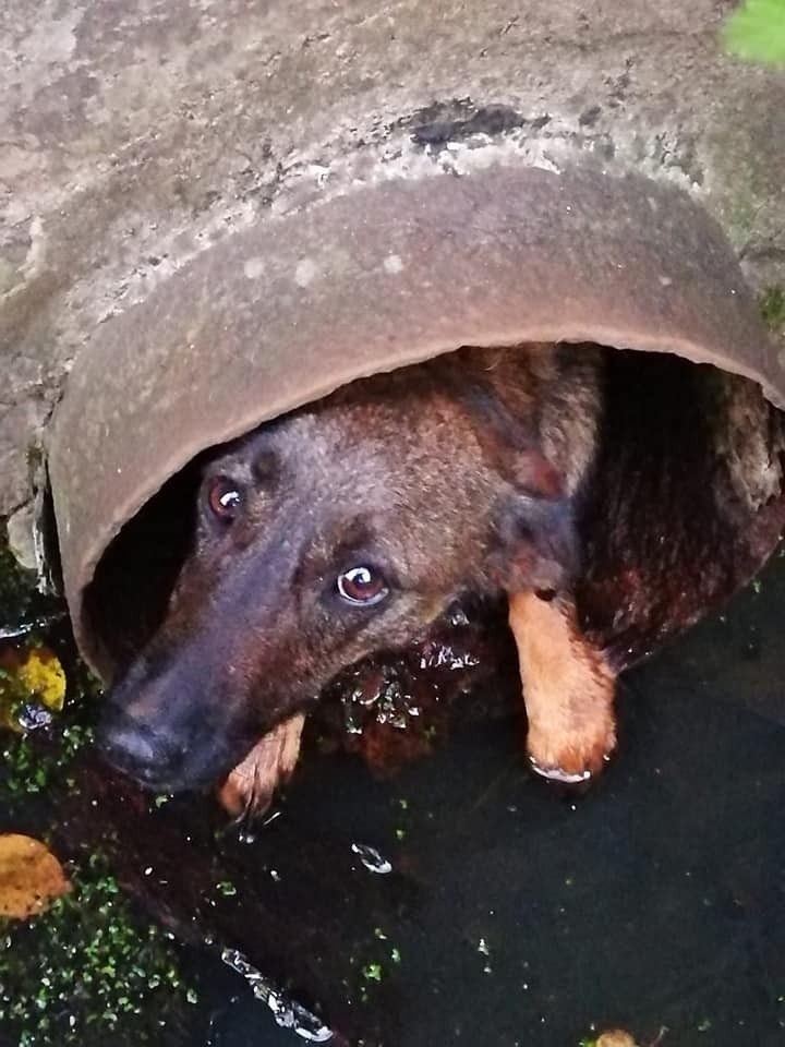 Akcja straży pożarnej w miejscowości Ławszowa