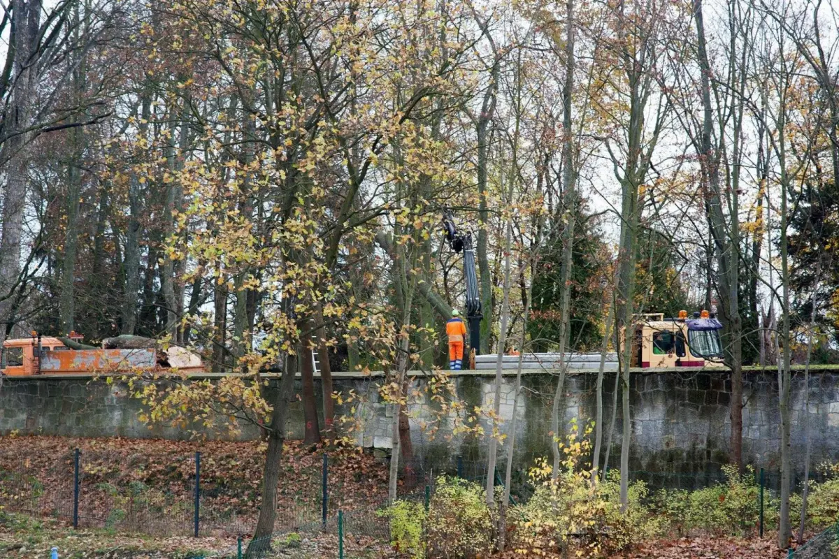 Wycinka drzew przy cmentarzu na Lubańskiej