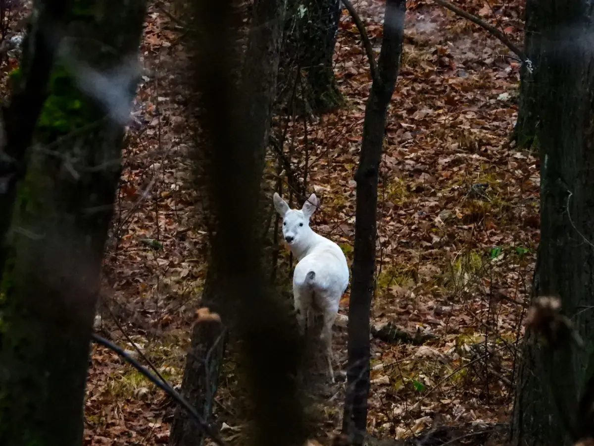 Sarna albinoska w Borach Dolnośląskich