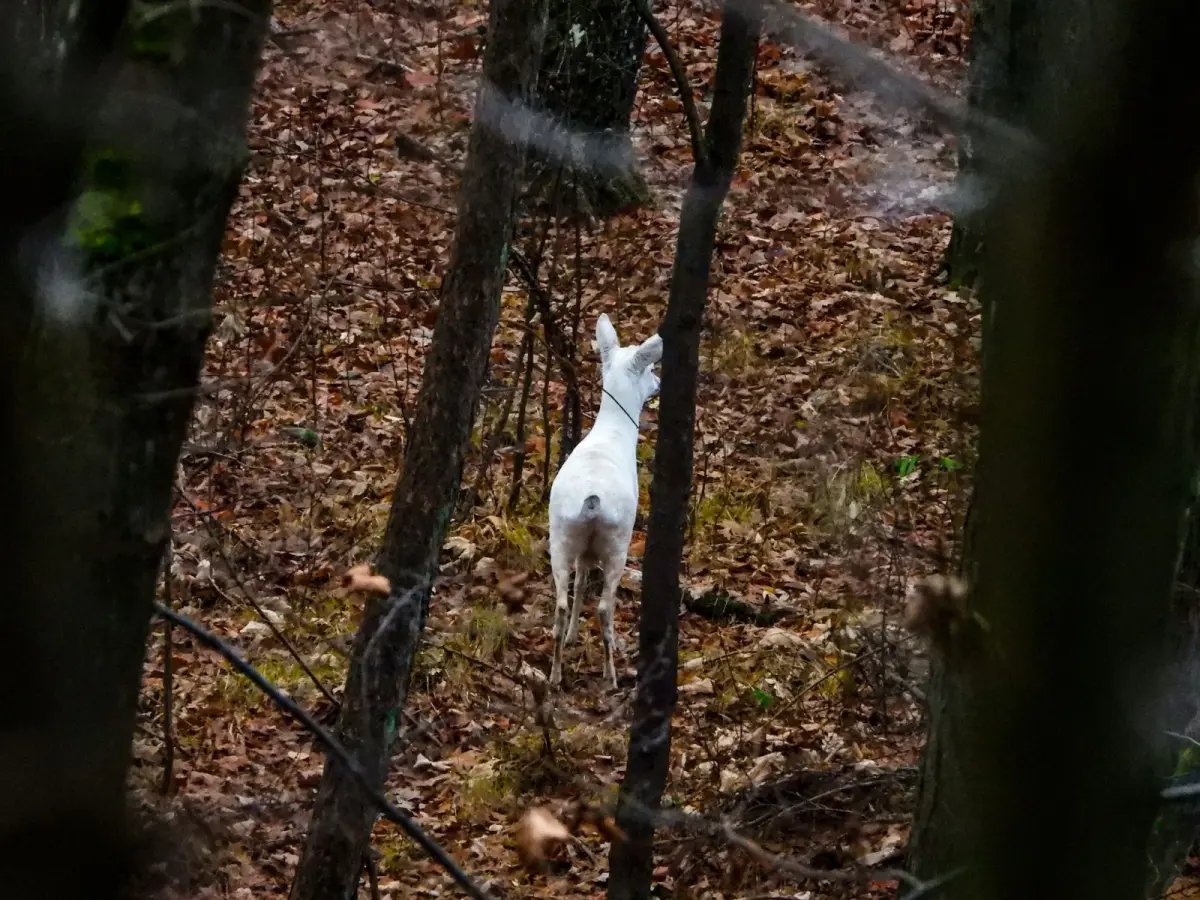 Sarna albinoska w Borach Dolnośląskich