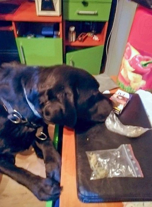 Narkotyki i labradorka Aria w akcji