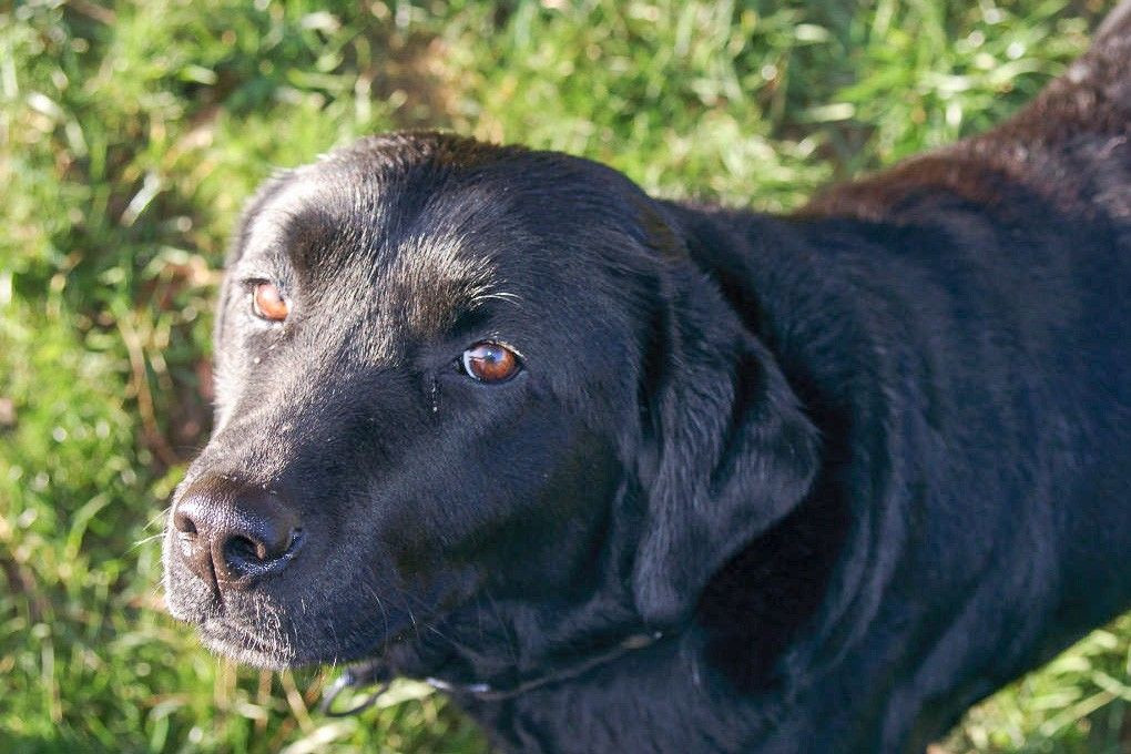 Narkotyki i labradorka Aria w akcji