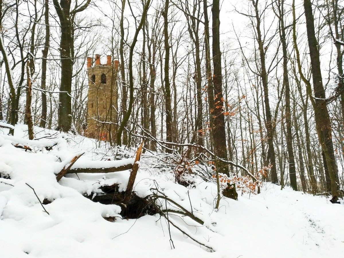 Zimowy las przy ulicy Piastów w Bolesławcu