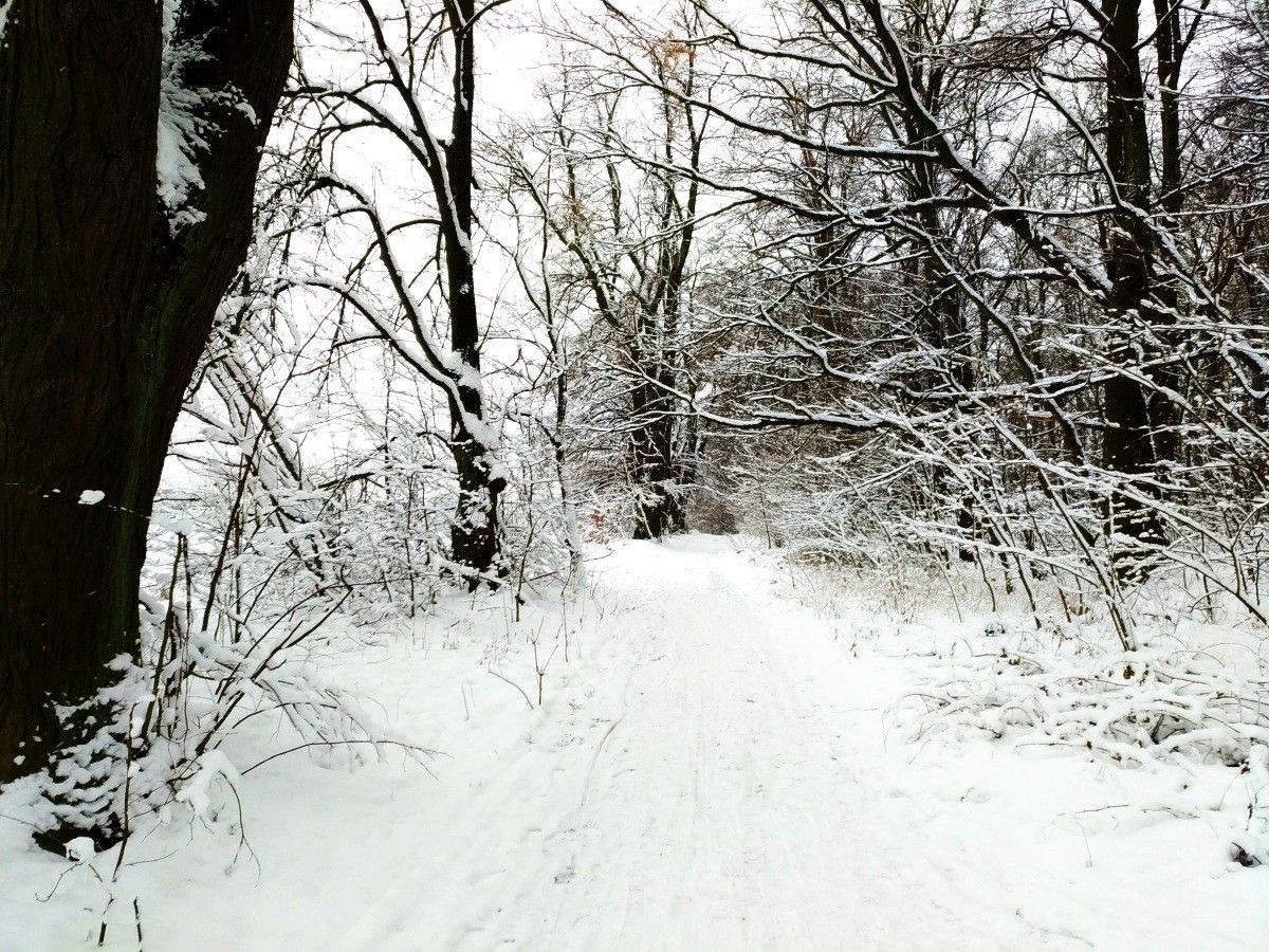 Zimowy las przy ulicy Piastów w Bolesławcu