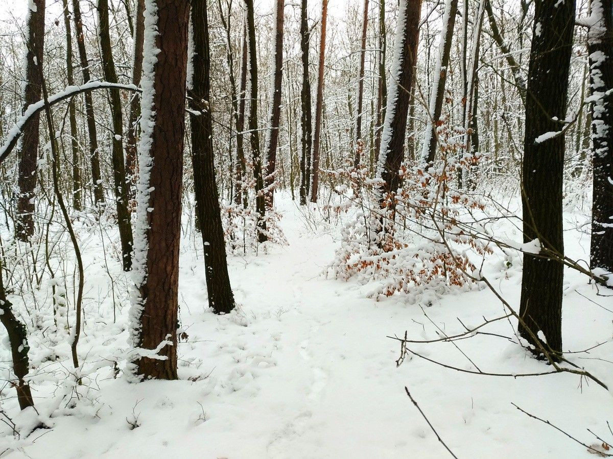 Zimowy las przy ulicy Piastów w Bolesławcu