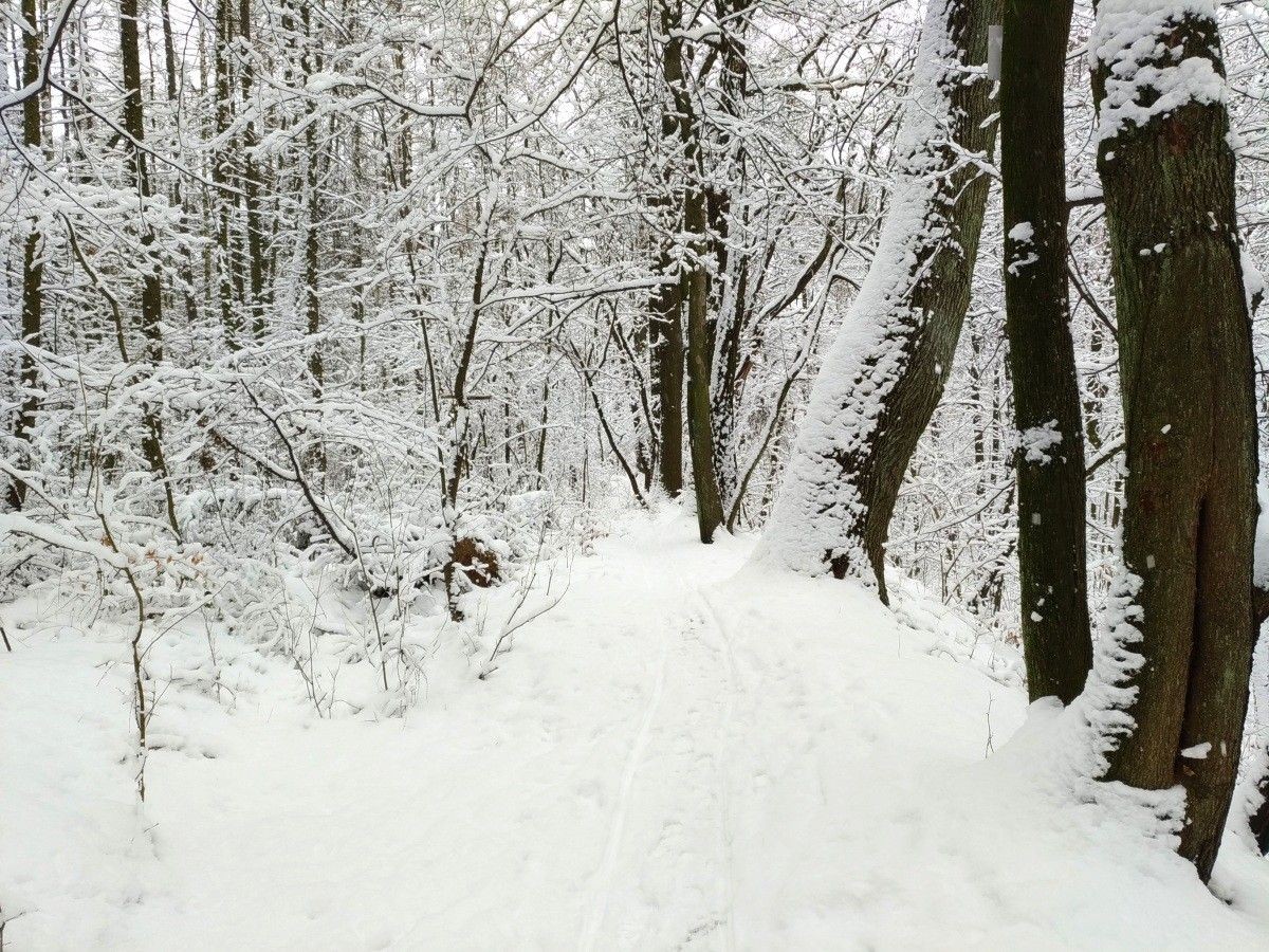 Zimowy las przy ulicy Piastów w Bolesławcu
