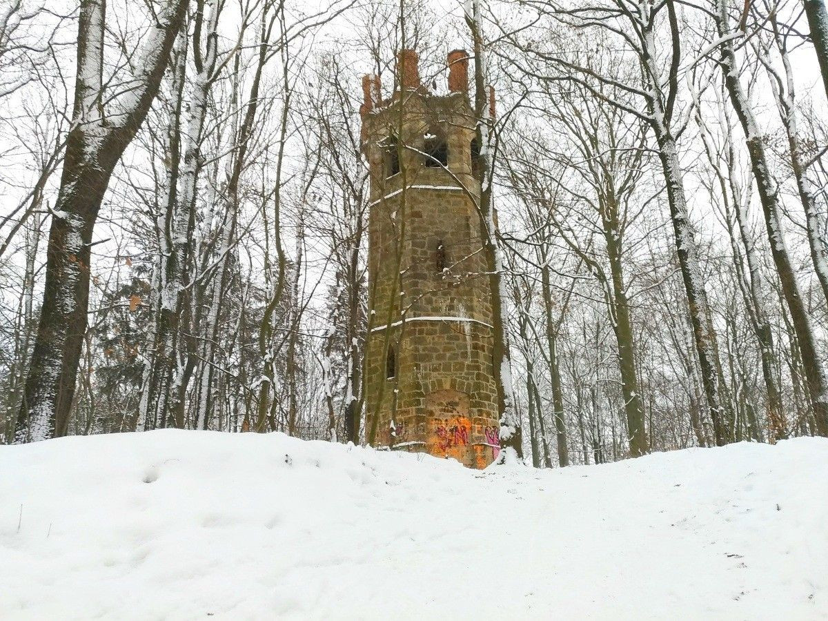 Zimowy las przy ulicy Piastów w Bolesławcu