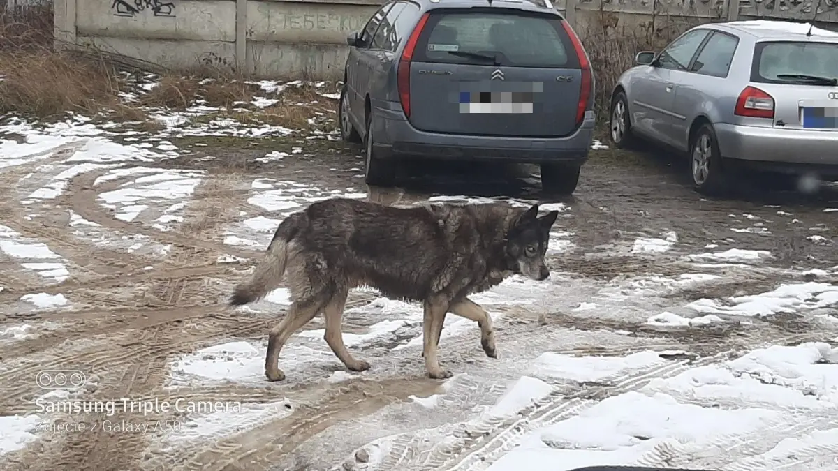 Pies o wyglądzie zbliżonym do wilka wałęsa się w okolicach Krępnicy