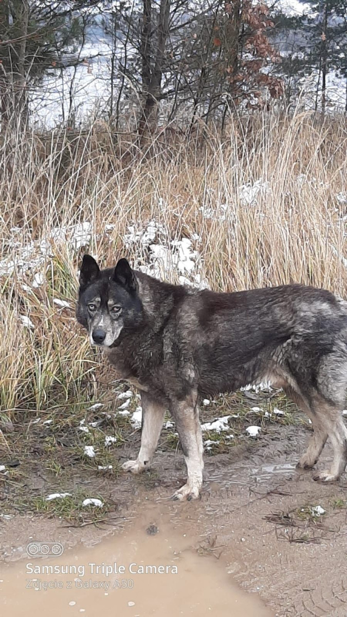 Pies o wyglądzie zbliżonym do wilka wałęsa się w okolicach Krępnicy