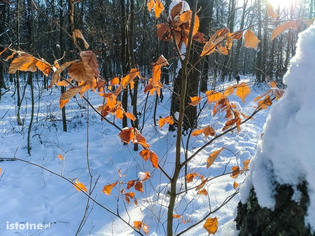 Piękna zima w Bolesławcu