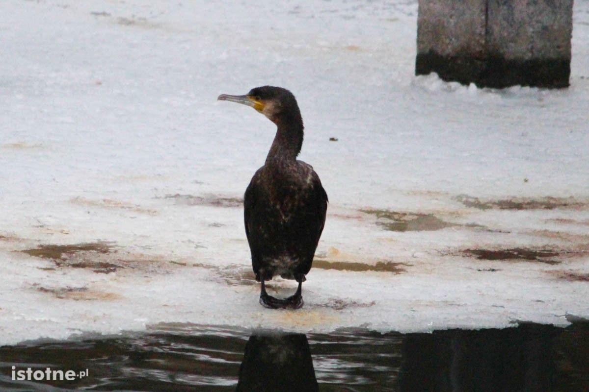 Rzadko spotykany ptak na stawie miejskim w Bolesławcu