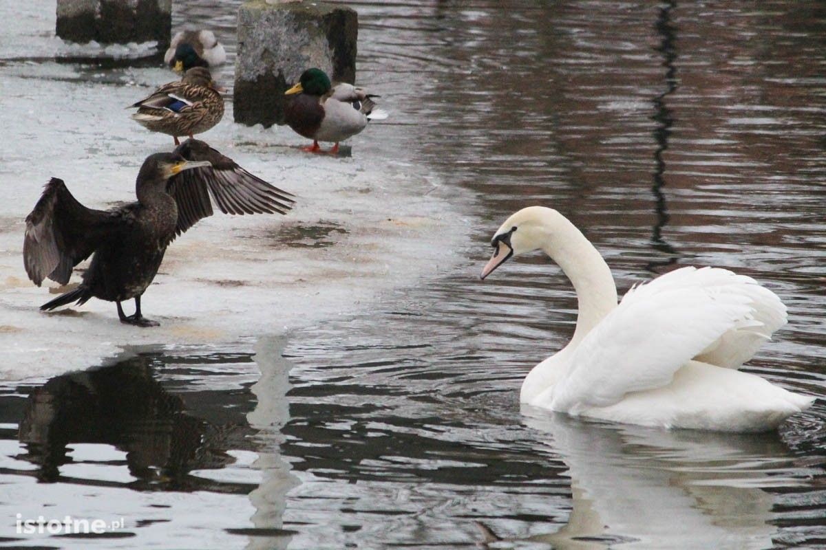 Rzadko spotykany ptak na stawie miejskim w Bolesławcu