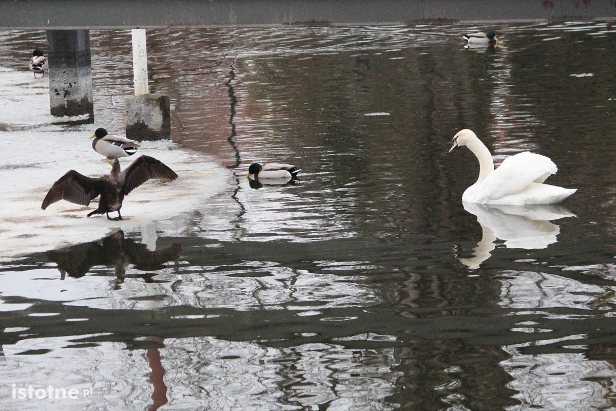 Rzadko spotykany ptak na stawie miejskim w Bolesławcu