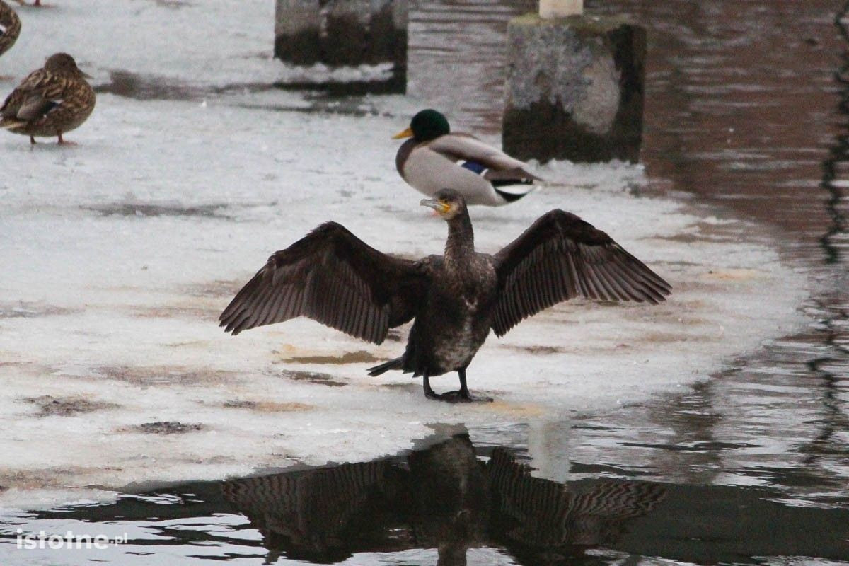 Rzadko spotykany ptak na stawie miejskim w Bolesławcu