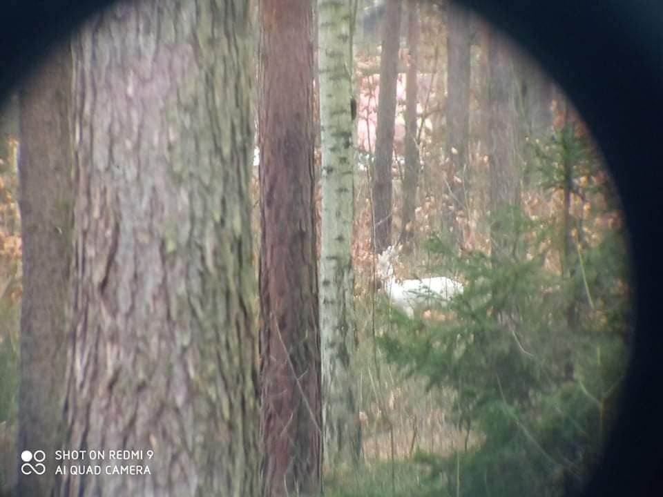 Niezwykły kozioł w obiektywie Jacka Ligusa