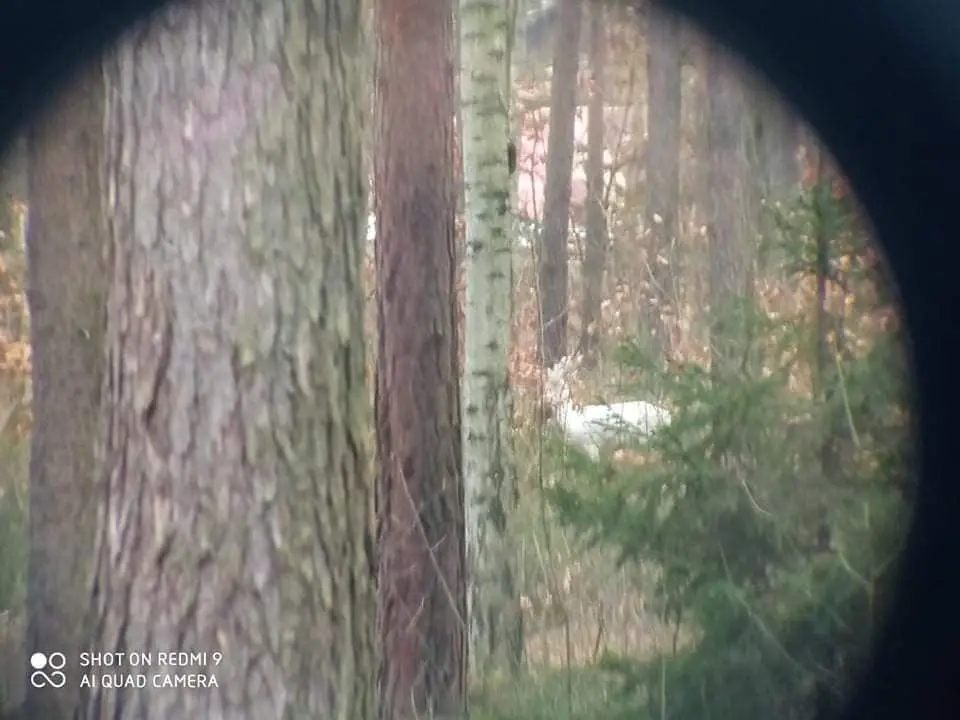 Niezwykły kozioł w obiektywie Jacka Ligusa