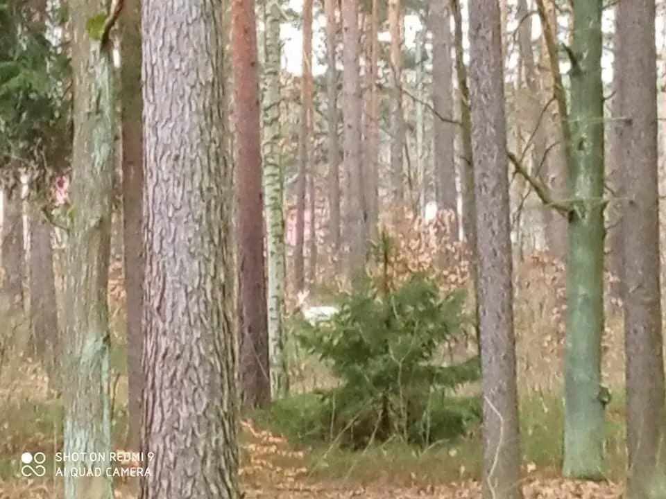Niezwykły kozioł w obiektywie Jacka Ligusa