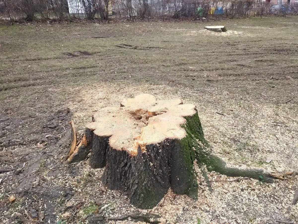 Wycinka drzew w parku przy Obrońców Helu