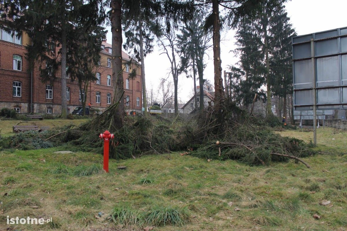 Wycinka drzew przy Szpitalu Powiatowym