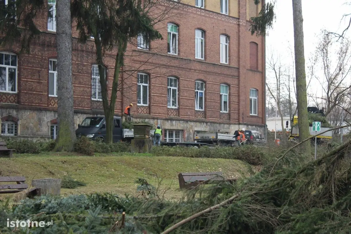 Wycinka drzew przy Szpitalu Powiatowym