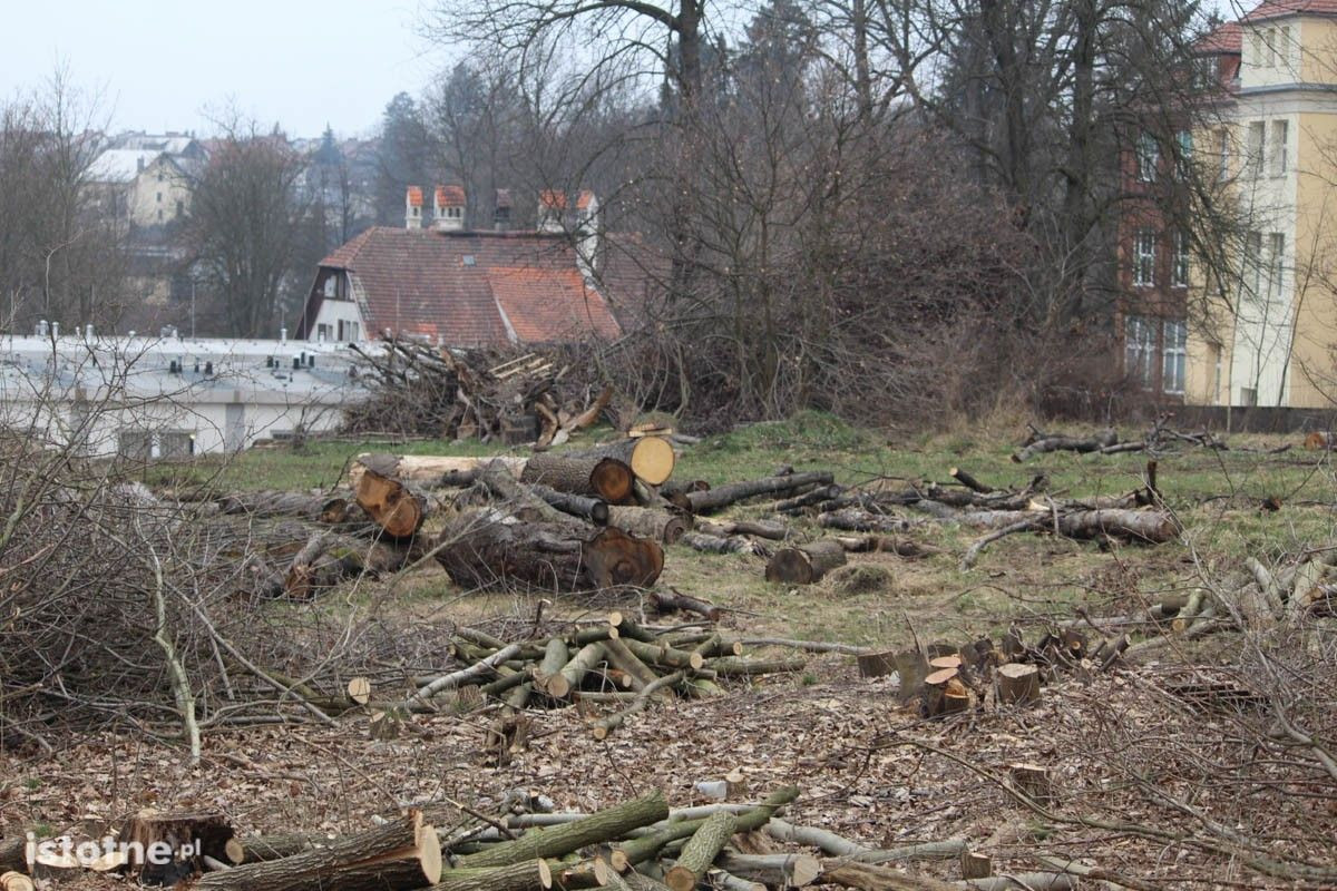 Wycinka drzew przy Szpitalu Powiatowym