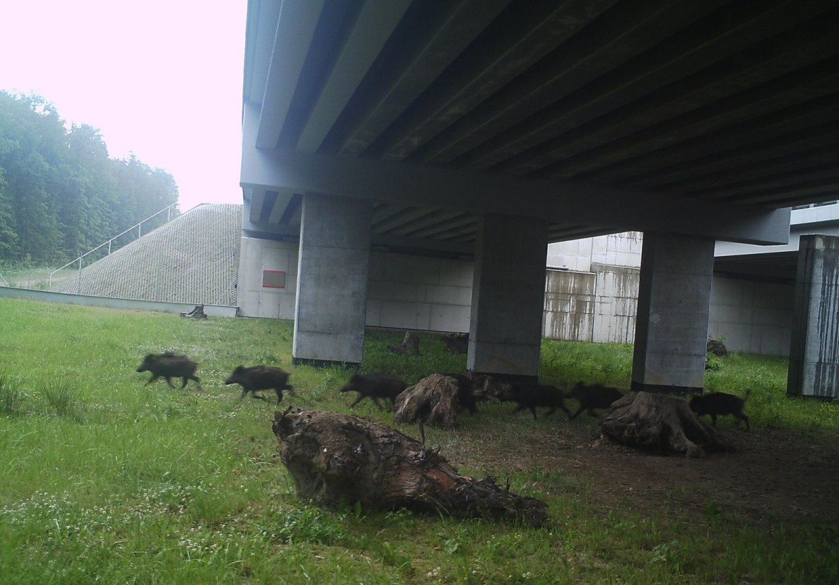 Zwierzęta zarejestrowane za pomocą kamer GDDKiA