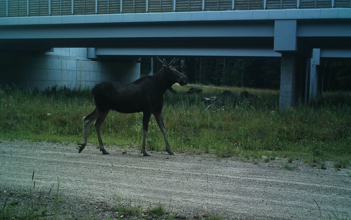 Zwierzęta zarejestrowane za pomocą kamer GDDKiA