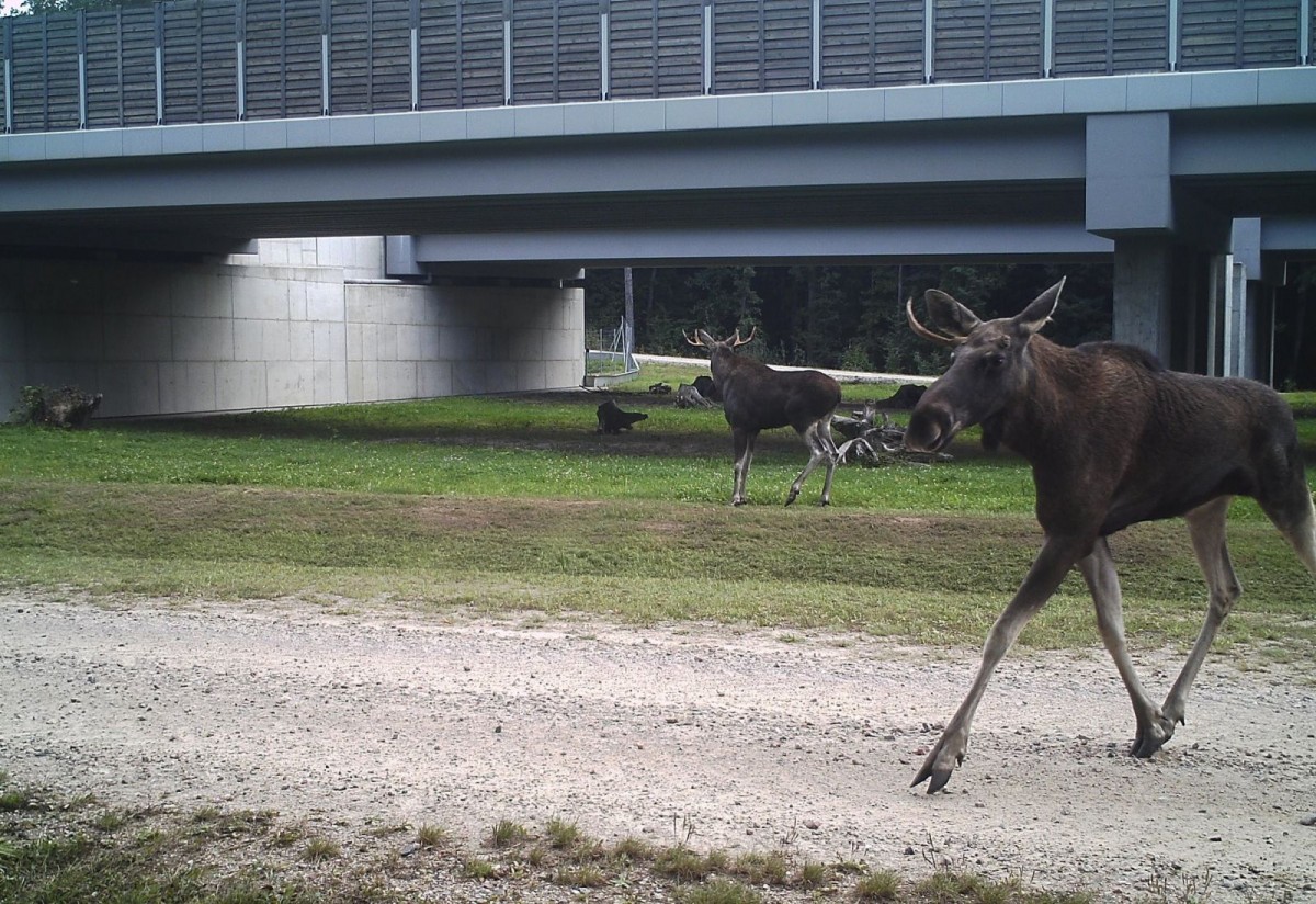 Zwierzęta zarejestrowane za pomocą kamer GDDKiA
