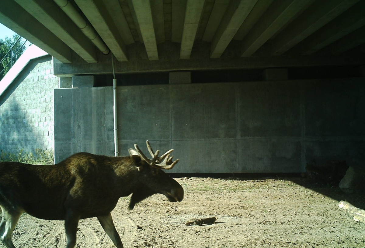 Zwierzęta zarejestrowane za pomocą kamer GDDKiA