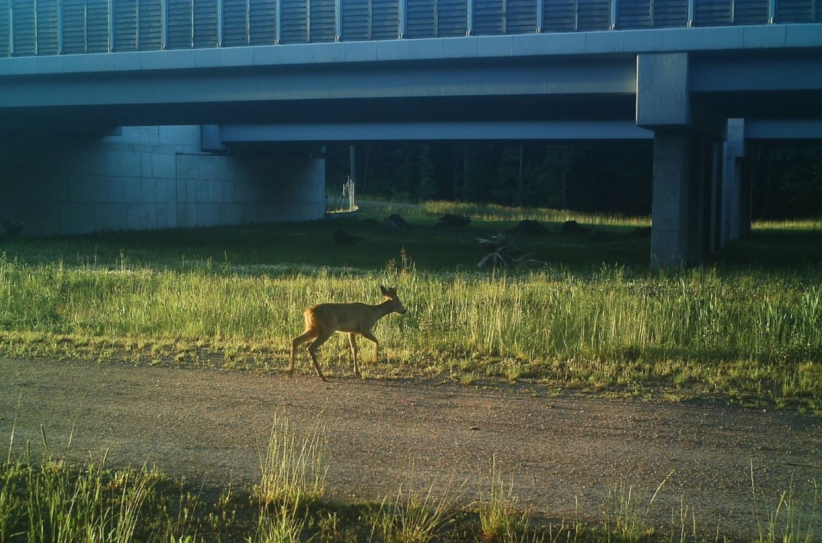 Zwierzęta zarejestrowane za pomocą kamer GDDKiA