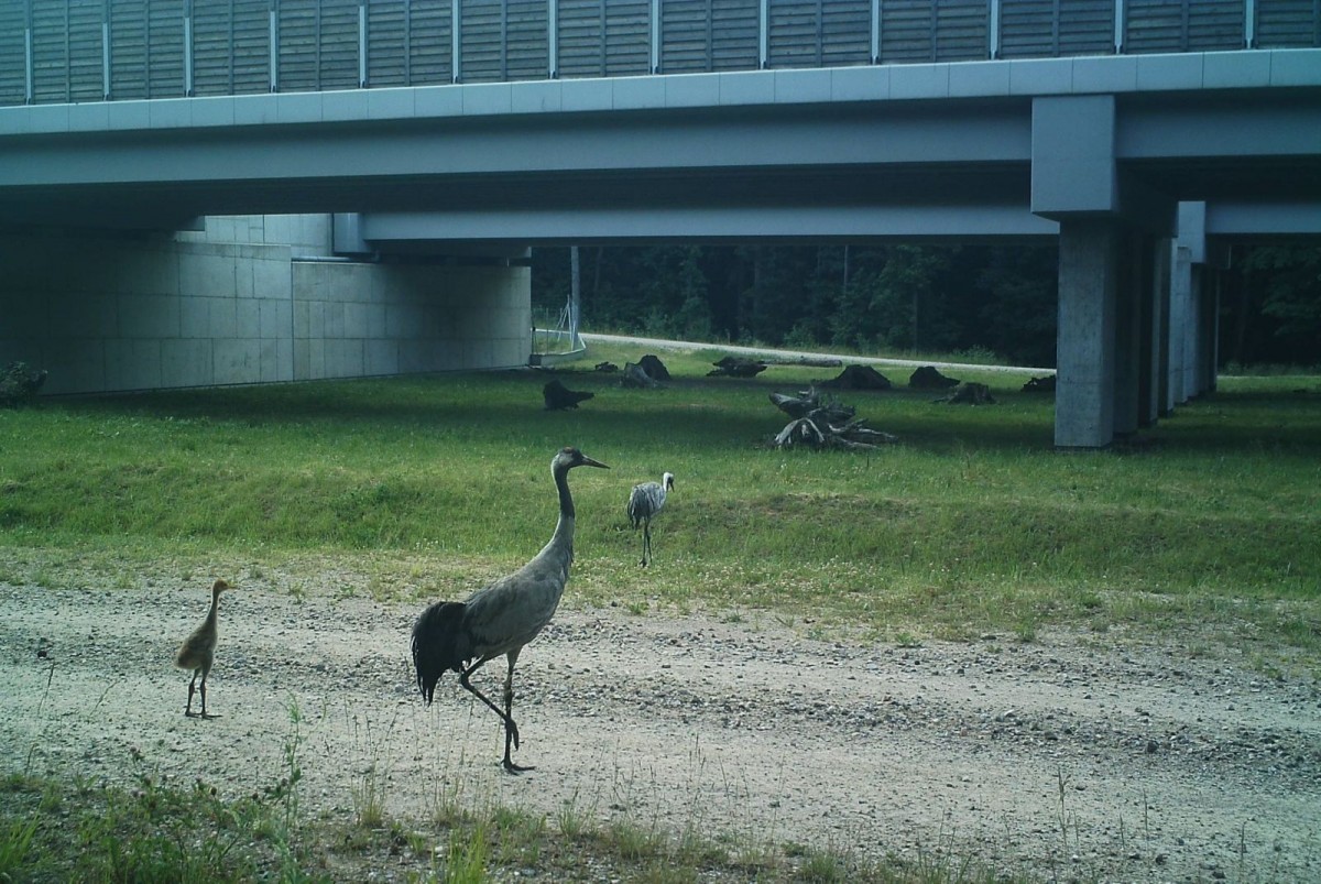 Zwierzęta zarejestrowane za pomocą kamer GDDKiA