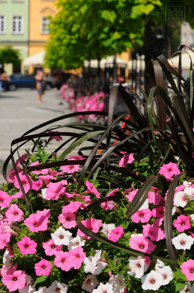 Bolesławiec w kwiatach