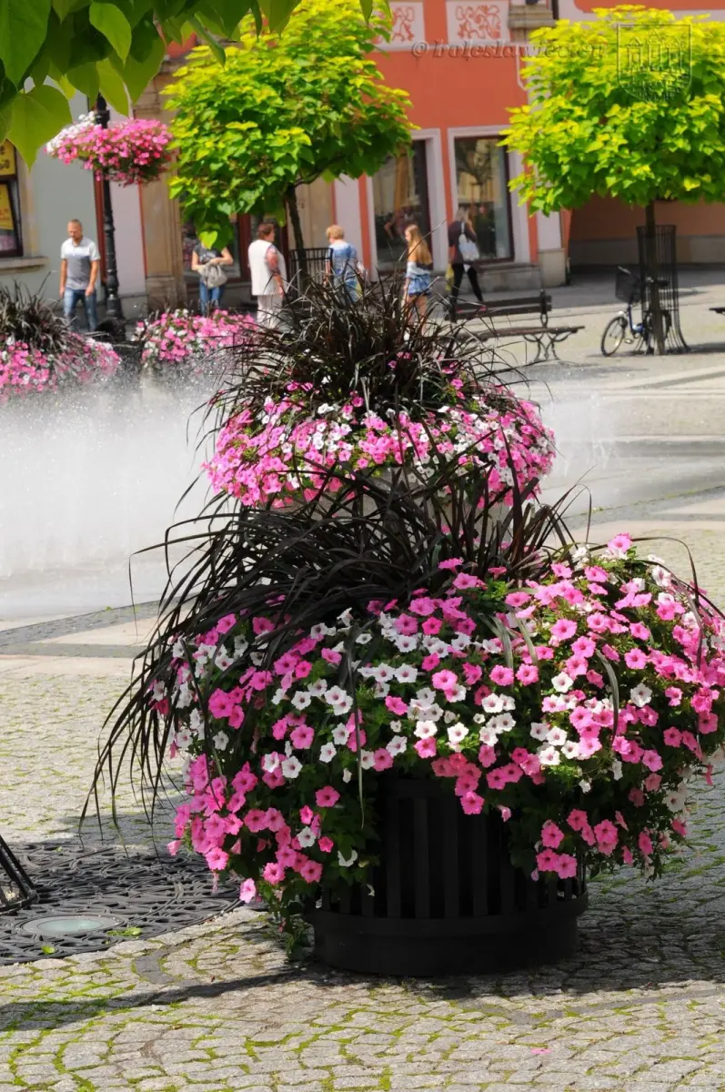 Bolesławiec w kwiatach