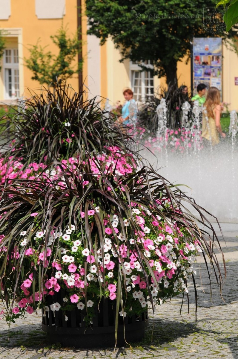 Bolesławiec w kwiatach