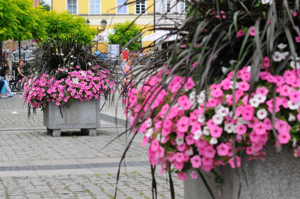 Bolesławiec w kwiatach
