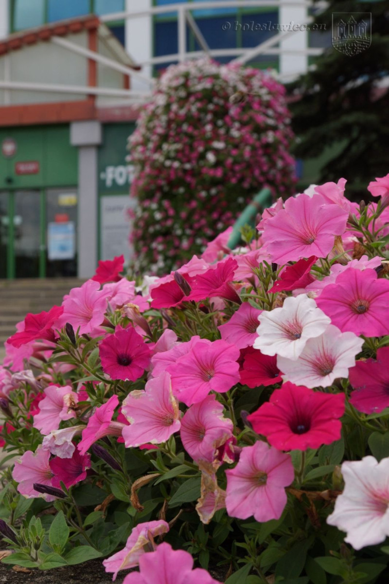 Bolesławiec w kwiatach