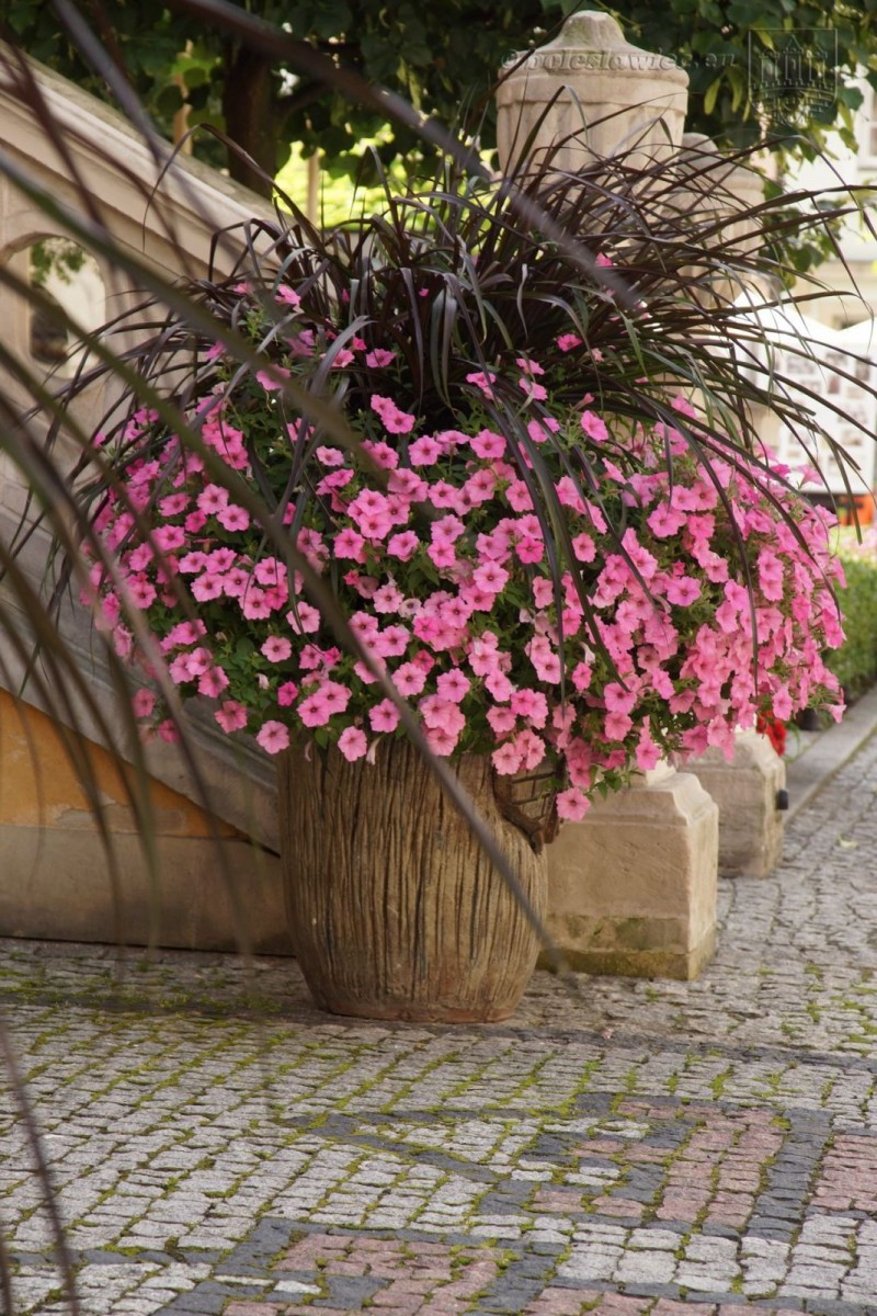 Bolesławiec w kwiatach