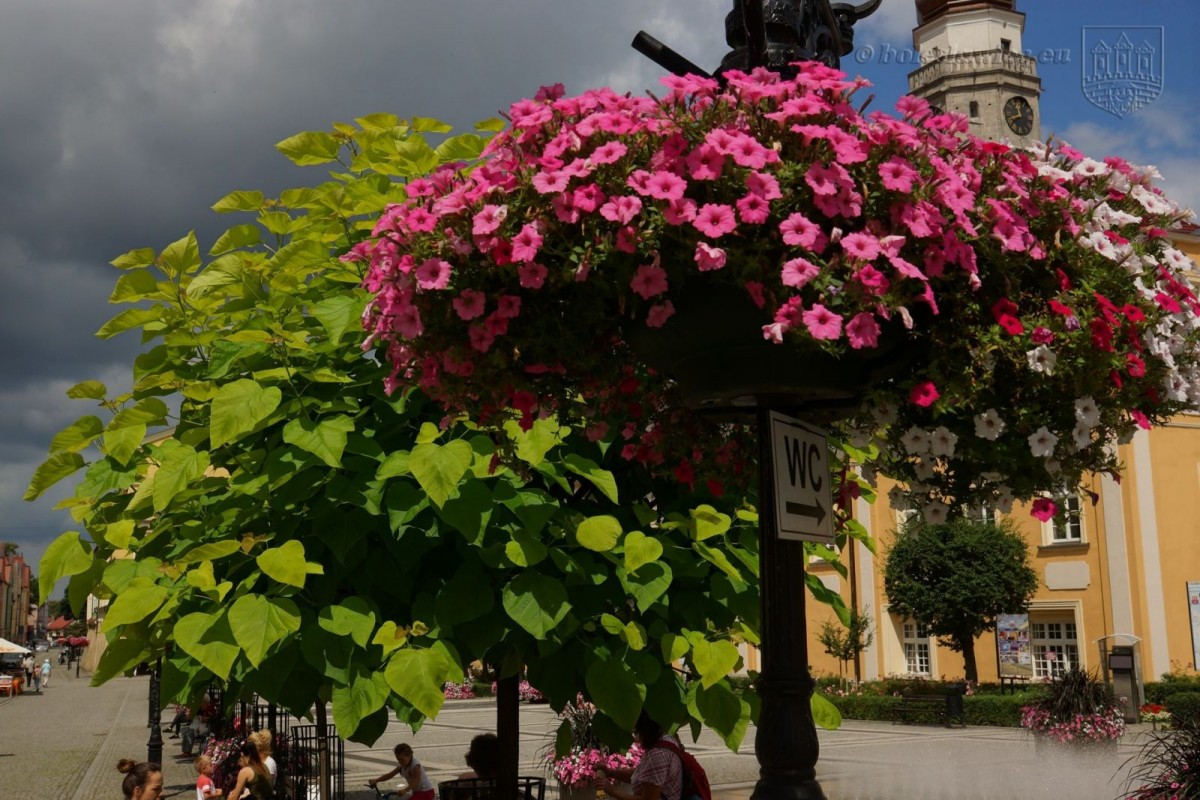 Bolesławiec w kwiatach